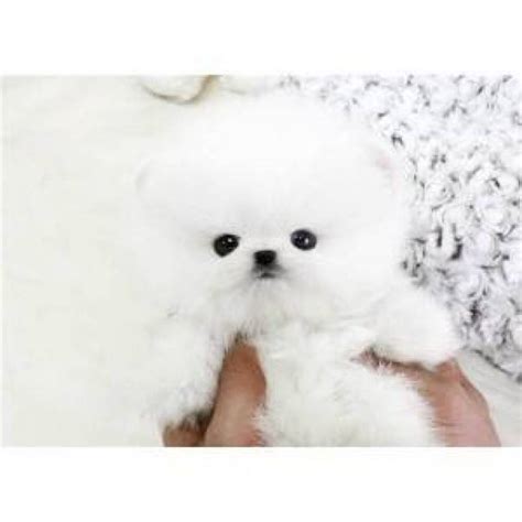 I have dealt with pet stores before and when i tell you that if i purchase another puppy i would from pet city in chapel hills. Lovely Pomeranian Puppies for Sale.(413) 225-1931 ...