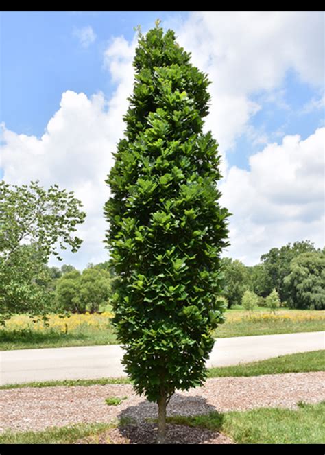 Quercus Robur Pépinière Jasmin