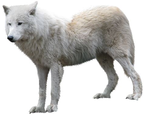 Arctic Wolf Transparent Original Size Png Image Pngjoy