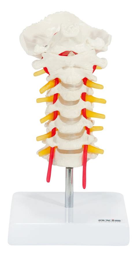 Buy Axis Scientific Cervical Spine Model With Spinal Nerves And