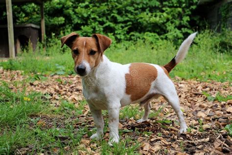 Beautiful Jack Russel Terrier Dog Is Standing In The Garden Stock Photo