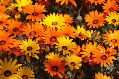Yellow And Orange Flowers Photograph By Debbie Morris