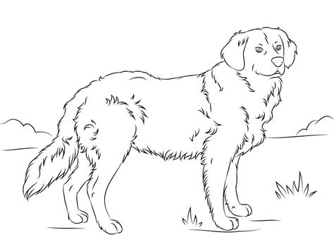 Free printable golden retriever coloring pages. Golden Retriever Coloring Page For Animal Lovers ...