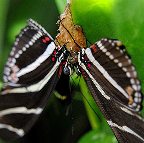 Zebra Longwing Butterflies One Is Emerging From Cocoon And The Other