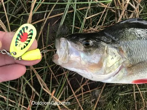 Blue Fox Lures The Guide To Catching More Fish Outdoors Gap