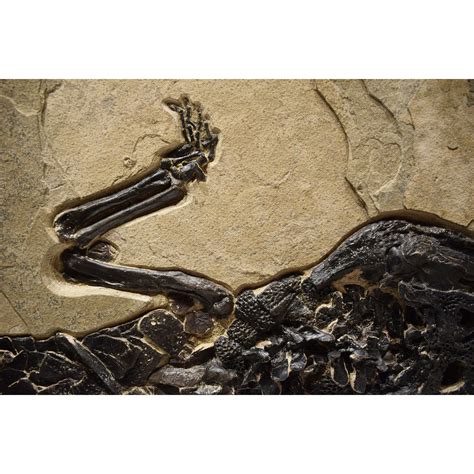 50 Million Year Old Eocene Era Fossil Crocodile Specimen In Stone From
