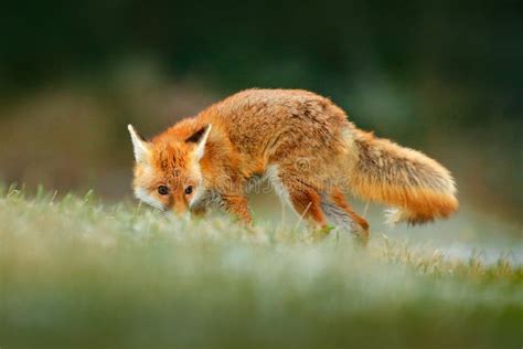 Red Fox Jumping Vulpes Vulpes Wildlife Scene From Europe Orange Fur