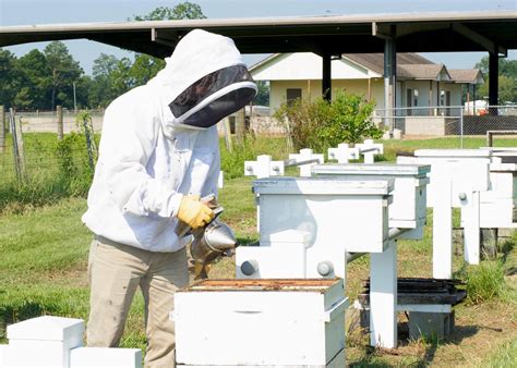 Whats The Buzz Working With Mosquito Control To Protect Honey Bees