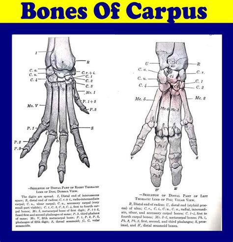 Bones Of Carpus Gross Anatomy Anjani Mishra