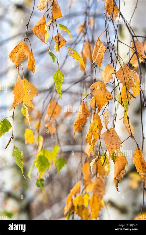 Close Up Of Leaves Of Birch Tree High Resolution Stock Photography And