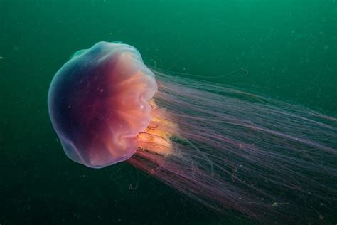 datos de las medusas melena de león hábitat dieta conservación y más my race