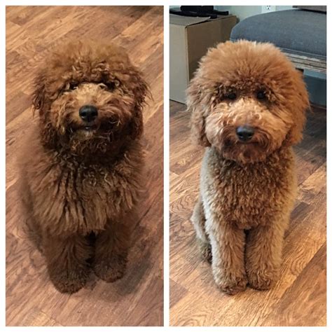 The name is a portmanteau of golden (from golden retriever) and labradoodle. Dee's Grooming Gallery - 25 Photos & 26 Reviews - Pet ...