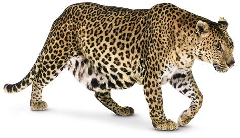 The list does not contain cat hybrids, such as the liger. Types of Big Cats | Big Cat Breeds | DK Find Out