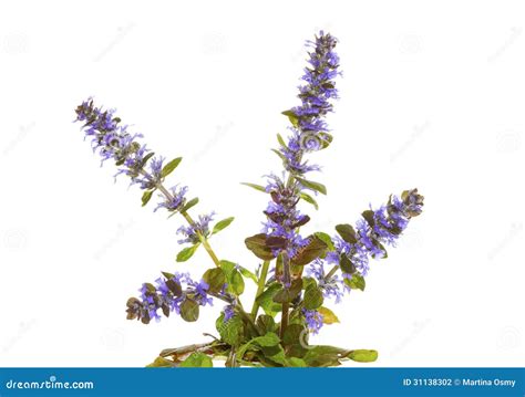 Blue Bugle Herb Or Ajuga Reptans Flowers Stock Photo Image Of
