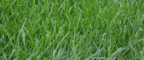 All You Need To Know About Kentucky 31 Tall Fescue Different Types Of