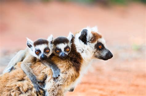 Wildlife Holidays And Safaris In Madagascar Far And