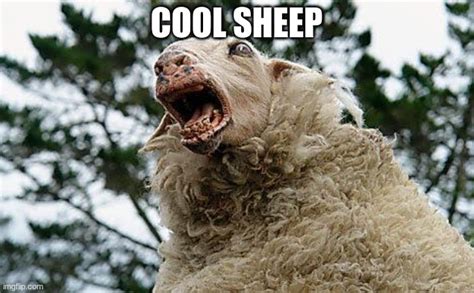 Cool Sheep Lol Imgflip