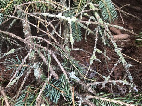 Pine Tree Moldfungus South Central Pennsylvania Rplantclinic