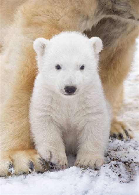 4 Months Old Polar Bear Cub Seen Outside Its Outdoor Enclosure Rzss