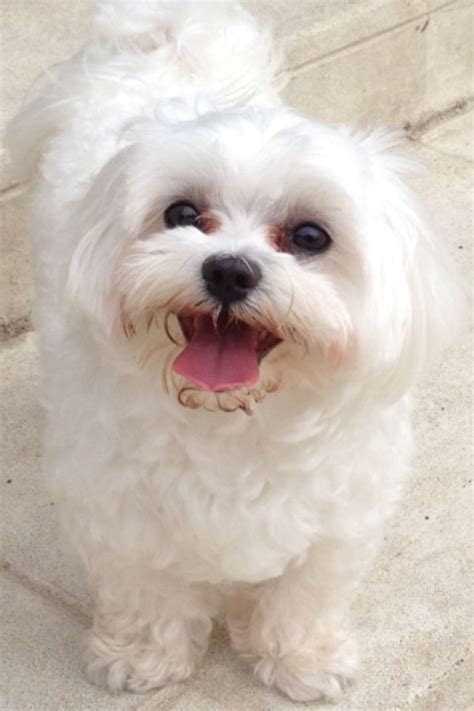 Hello Happy Maltese Puppy Maltese Dogs Animals Beautiful