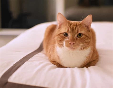 In some circumstances, though, one or both third eyelids remain protruded. What Your Cat's Sleeping Position Is Saying To You - Cole ...