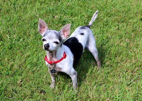 How To Care For A Senior Chihuahuas Illness And Issues