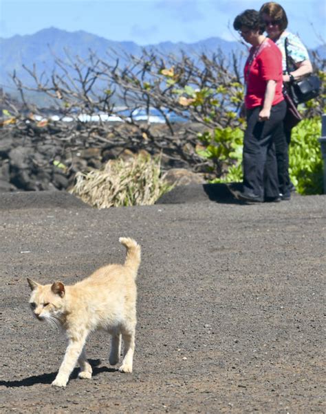 Kaua‘i Humane Society Ends Feral Cat Intake The Garden Island