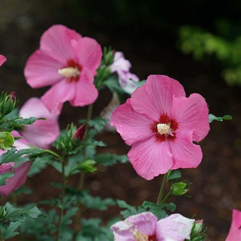 paraplu pink ink™ hibiscus rose of sharon proven winners 4 pot hirt s gardens