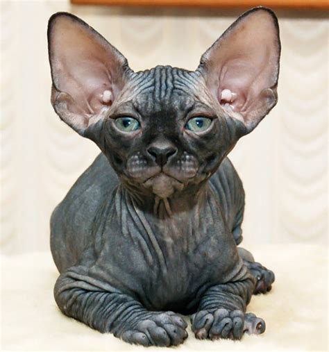 6 Wonderful Sphynx Cat Pictures In Biological Science Picture Directory