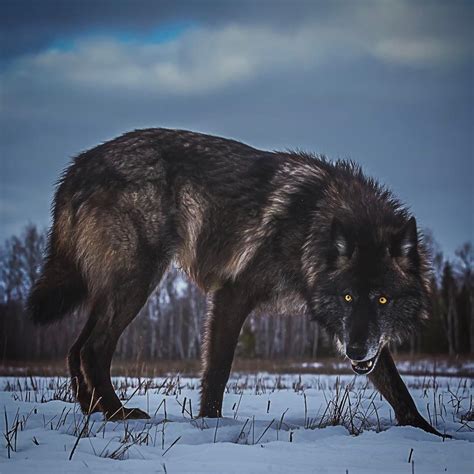 🔥 Giant black wolf in defense mode 🔥 : NatureIsFuckingLit