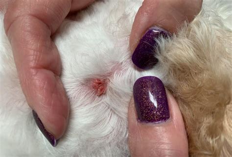 Grooming A Dog With Warts Tlc Dog Grooming