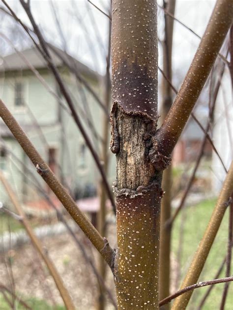 Garden Pests And Diseases Birch Tree Canker 1 By Mightymission