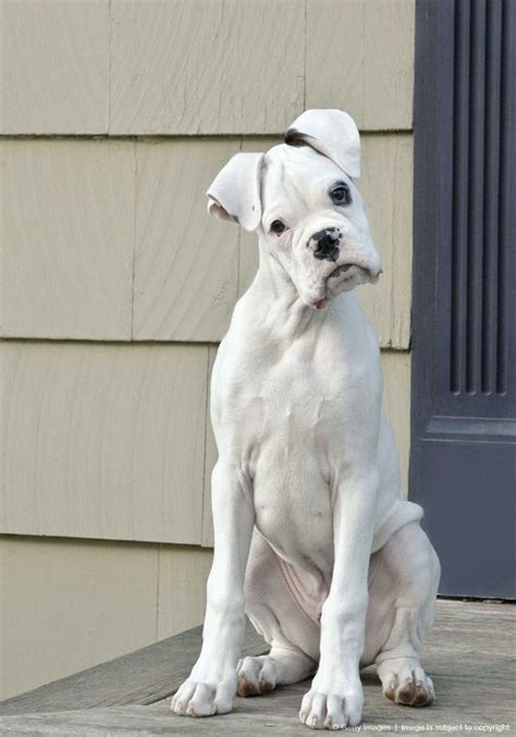 White Boxer With A Very Cute Head Tilt Boxer Puppies White Boxer