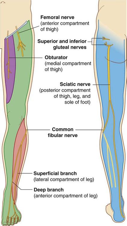 Lower Limb Bonesmusclesjoints And Nerves How To Relief