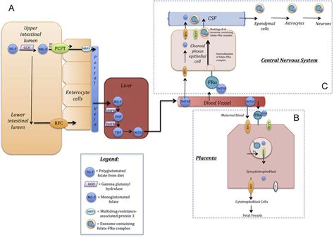 Mechanisms Of Folate Absorption And Cellular Uptake A Folate Is