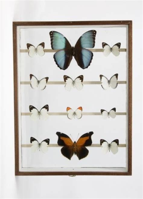 Mixed Butterflies In Antique Display Case Various Catawiki