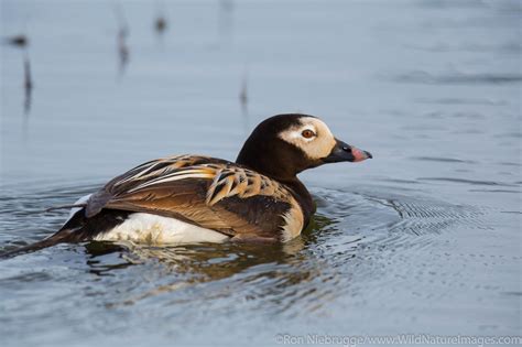 Long Tailed Duck Photos By Ron Niebrugge
