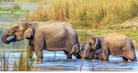 Bardiya National Park Wildlife Safari Tourlistly
