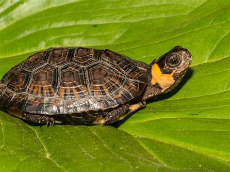 New Jersey Fourth Graders Testify In Favor Of Bog Turtle For State