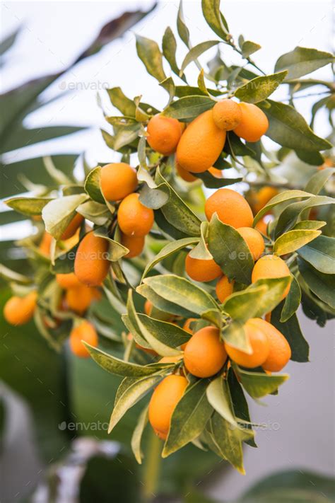 Kumquat Tree In A Garden Orange Trees In Orange Grove Citrus Tree
