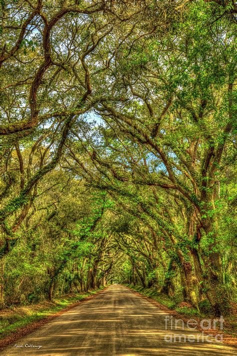 Charleston S C Majestic Edisto Island Botany Bay Road South Carolina