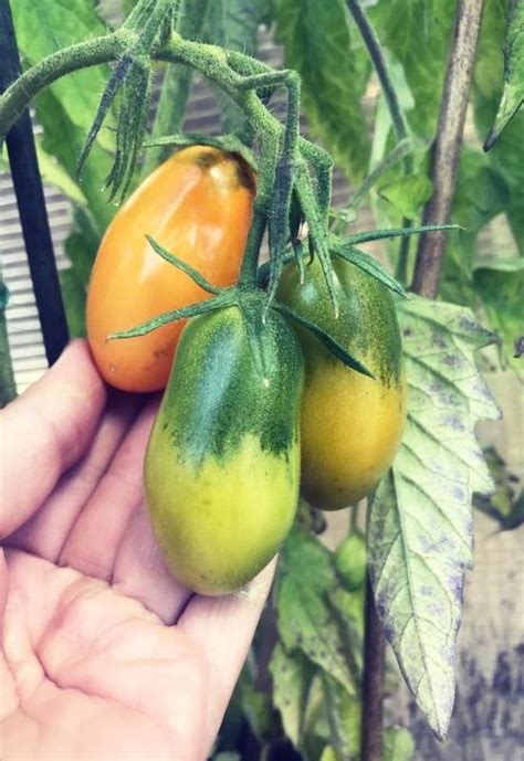 28 Great Indeterminate Tomato Varieties To Plant In Your Garden