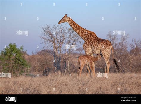 Una Pantorrilla De Jirafa Giraffa Camelopardalis Giraffa Chupa De Su