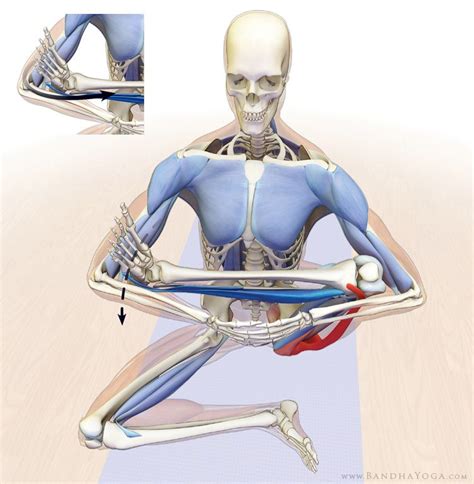 The Daily Bandha How To Release The Hip Internal Rotators For