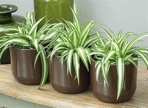 10 Indoor Plants That Are So Easy To Take Care Of