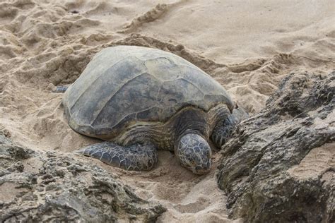 Green Sea Turtle Laniakea Beach Oahu Hawaii Travel Archive Flickr