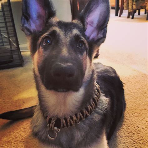 Confirm the product does not contain hydrocortisone. Pin by DeputyGear on Paracord Dog Collars | Paracord dog ...