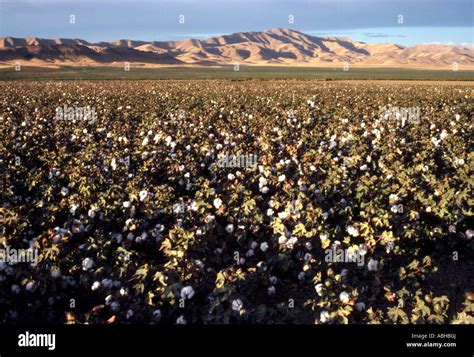Cotton Field California Stock Photo Alamy