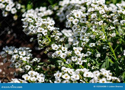 Close Up Of Flowers Lobularia Maritima Syn Alyssum Maritimum Common
