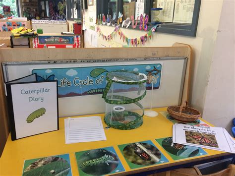 Life Cycle Display Earlyyears Caterpillar Eyfs Lifecycles Insectlore Life Cycles